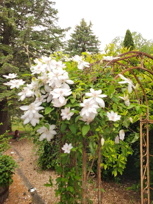 A lush green garden arch adorned with clusters of vibrant white flowers.
