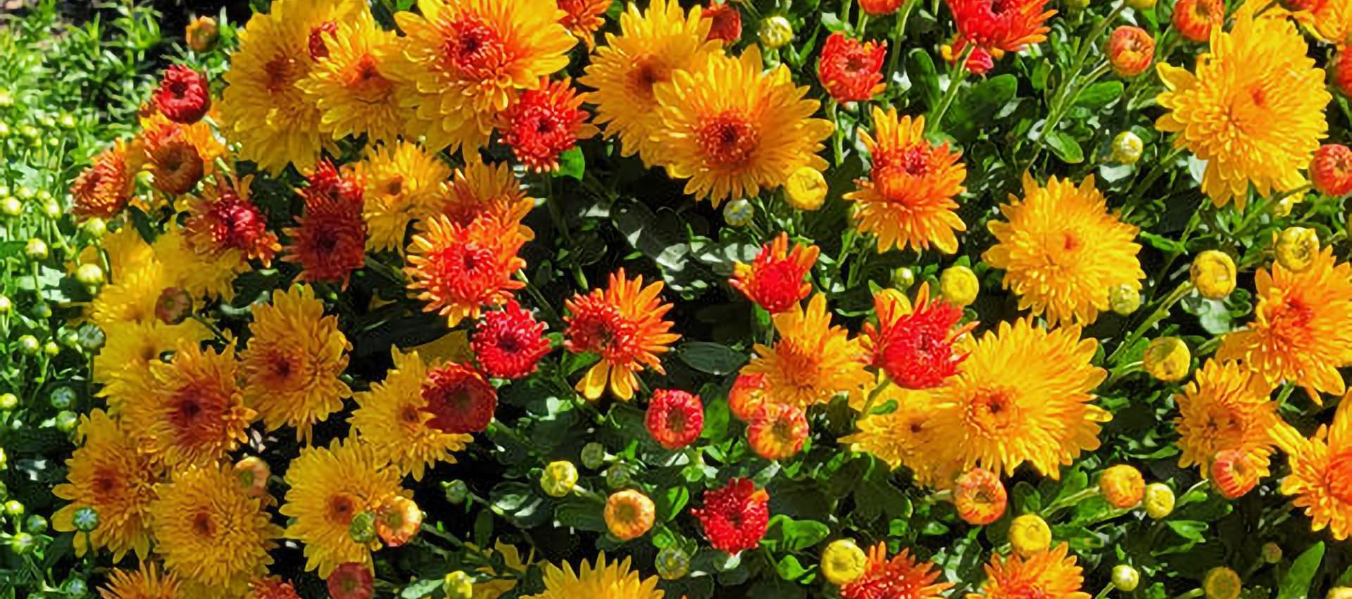 Vibrant cluster of yellow and red flowers in full bloom.